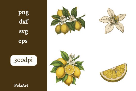 Download Vintage Colored Lemon Illustrations - Premium Resources